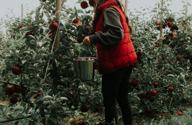 Fruitpicking